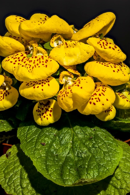 Mooie macrofotografie van bloemen op zwarte achtergrond