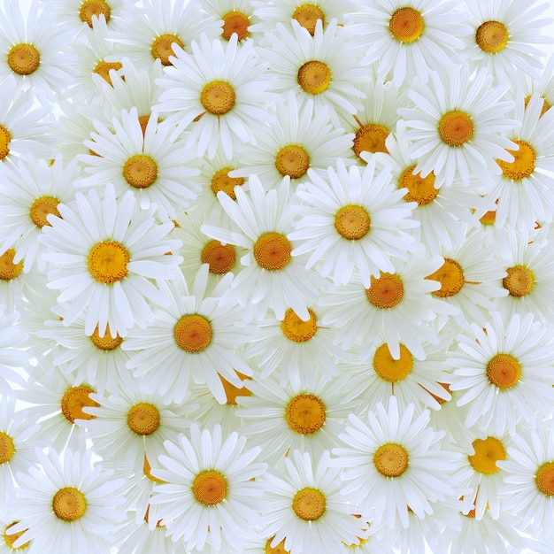 Mooie madeliefje gerbera bloem geïsoleerd op een witte achtergrond