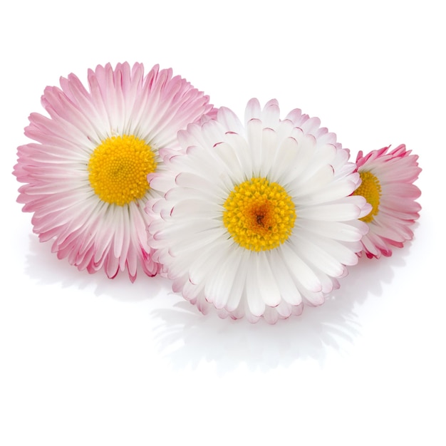 Mooie madeliefjebloemen geïsoleerd op een witte achtergrond knipsel