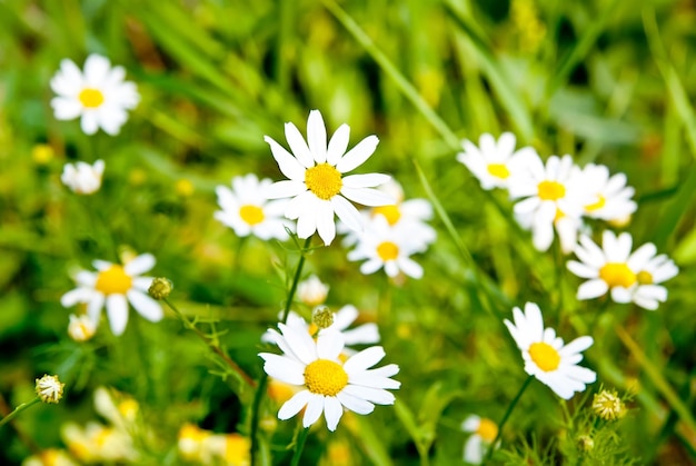 Mooie madeliefjebloemen in een tuin