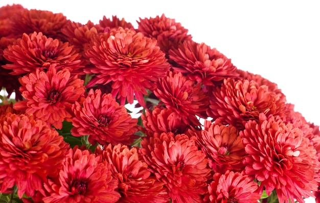 Mooie magenta chrysant bloem (herfst levendige achtergrond) geïsoleerd op wit