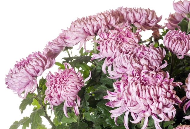 Mooie magenta chrysanten geïsoleerd op witte achtergrond