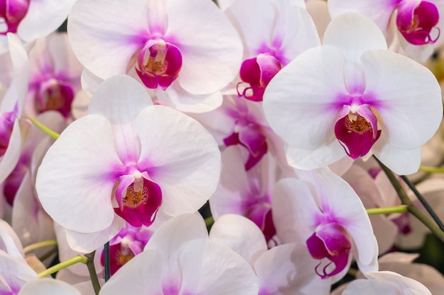 Mooie magenta orchideebloemen.