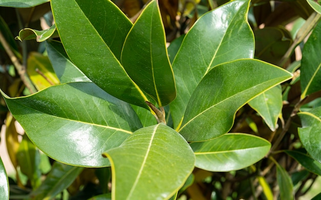 Mooie magnolia bladeren in een tropisch park. Wintergroene zuidmagnolia met groen blad