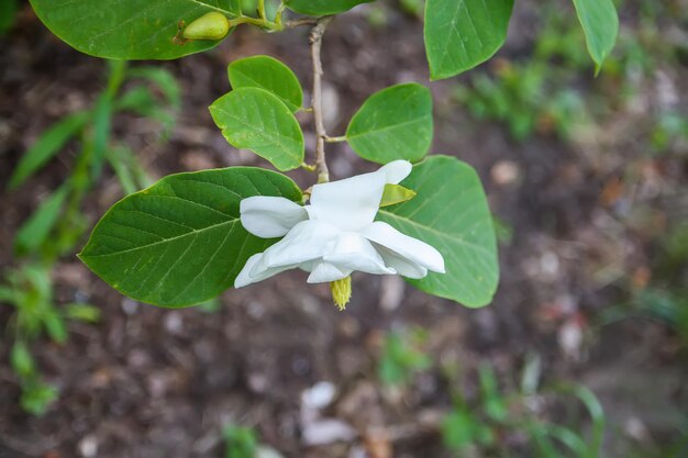 Mooie magnolia plant bloesem in voorjaar park.