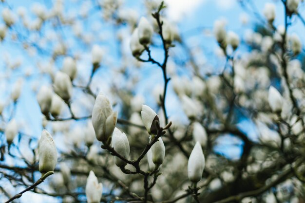 Foto mooie magnoliabloemen in duitsland