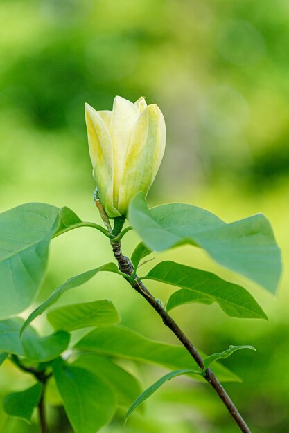 Mooie magnoliatak tijdens gele bloei