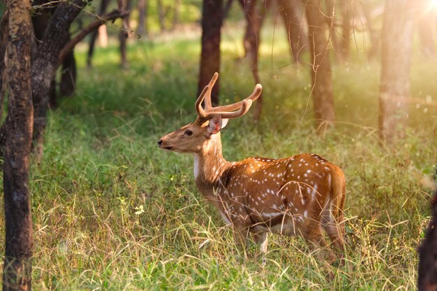 Mooie mannelijke chital of gevlekte herten in Ranthambore National Park, Rajasthan, India