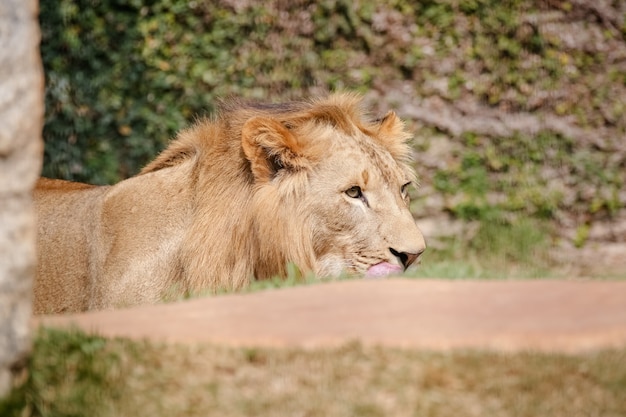 Mooie mannelijke en geelachtige leeuw voor bos foto achtergrond