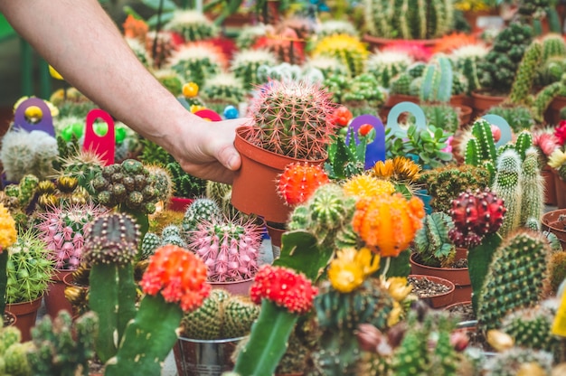 Mooie mannelijke klant kiest cactusplanten in de winkel. Tuinieren In Serre. Botanische tuin, bloementeelt, tuinbouwconcept