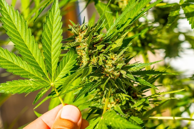 Mooie marihuanaknoppen omgeven door bladeren De medicinale cannabisplant van dichtbij gezien