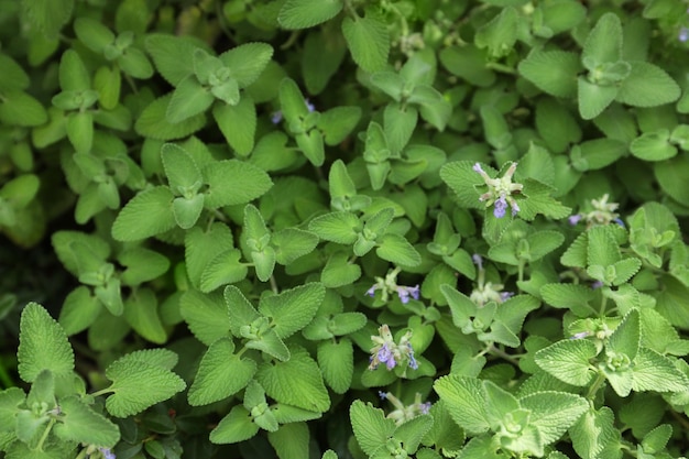 Mooie melissa met weelderige groene bladeren die buiten groeien