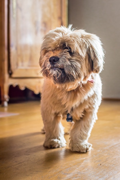 Mooie melkchocolade Havanezer hond