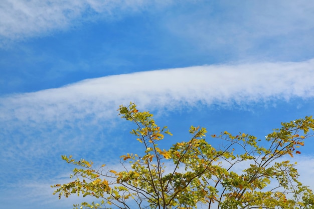 Mooie mening van blauwe hemel met witte wolken, gele bladeren in de lente of de herfstseizoen.