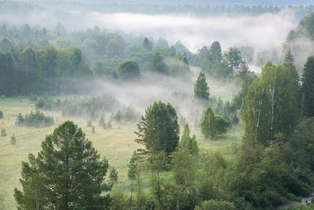 Mooie mistige dageraad in het Deer Springs Nature Park