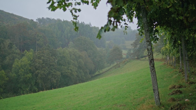 Mooie mistige natuur wijngaard bij somber herfst weer frisse groene wijnstok rijen