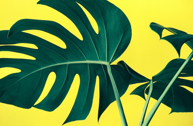 Mooie monstera verlaat close-up