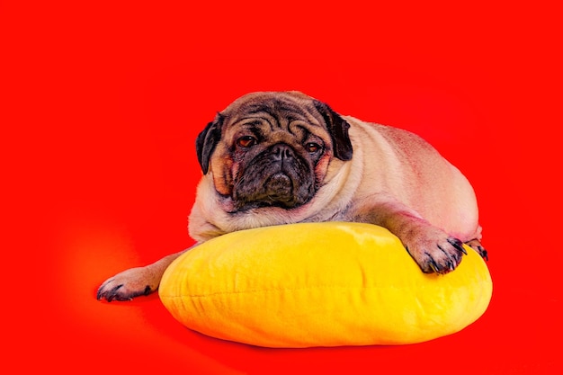 Mooie mopshond liggend op geel kussen Leuke hond rustend op rode achtergrond