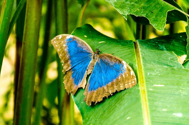 Mooie Morpho Peleides blauwe Morpho vlinder op groene bladeren