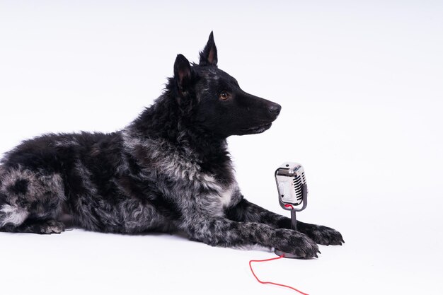 Mooie mudi-hond die in een microfoon zingt op studio-achtergrond