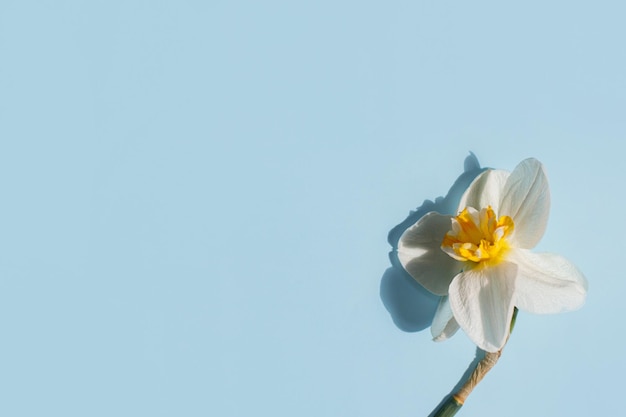 Mooie narcis in zonlicht plat lag op blauwe achtergrond kopie ruimte Minimaal bloemenstilleven Hallo lente Happy Easter Moderne wenskaartsjabloon