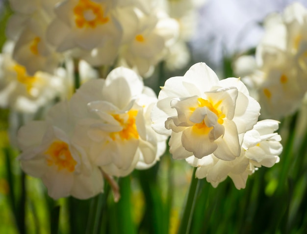 Mooie narcis Narcissus bloemen close-up in een tuin in Griekenland