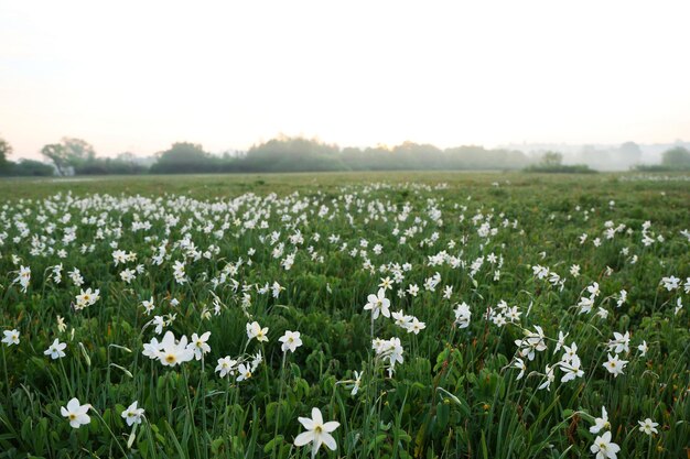 Mooie narcissen bloemen op weide