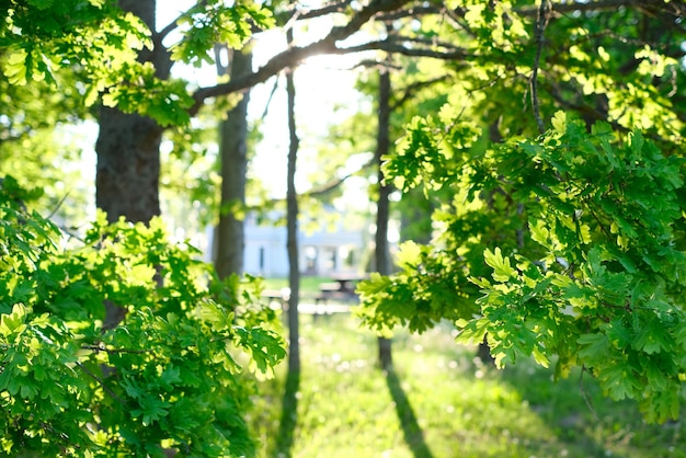 Foto mooie natuurlijke achtergrond close-up van boomtakken tegen de achtergrond van heldere lichtstralen