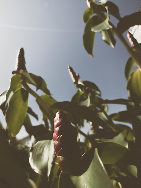 Mooie natuurlijke achtergrond Close-up van tropische bloem met bladeren en lucht Vintage en vervaagde matte stijlkleur in getinte foto met kopieerruimte Ideaal voor gebruik in verticaal ontwerpbehang