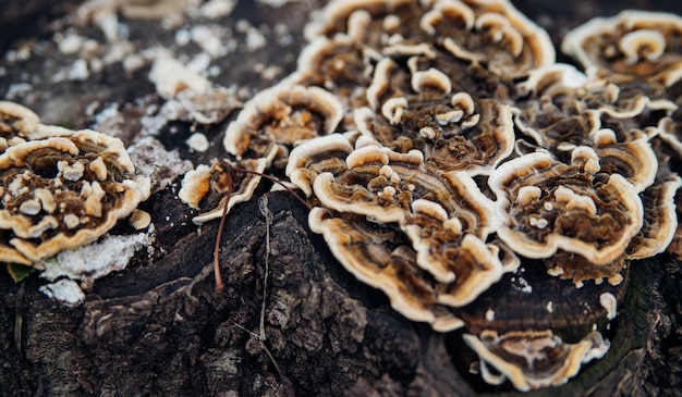 Mooie natuurlijke achtergrond. Gestreepte golvende paddestoel op een stomp. Fluweelachtige textuur. Oud hout en schors.