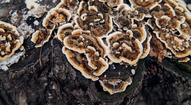 Mooie natuurlijke achtergrond. Gestreepte golvende paddestoel op een stomp. Fluweelachtige textuur. Oud hout en schors.