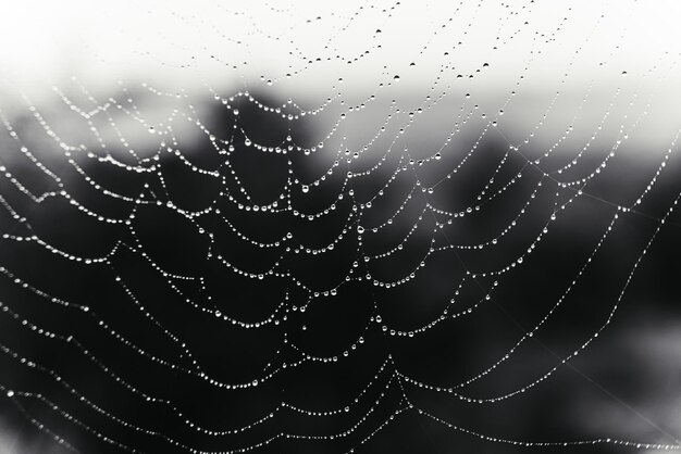 Foto mooie natuurlijke achtergrond met een ketting van waterdruppels op een spinnenweb in het gras in de lente zomer de textuur van de dauwdruppels op het web in de natuur macro macro met zachte focus