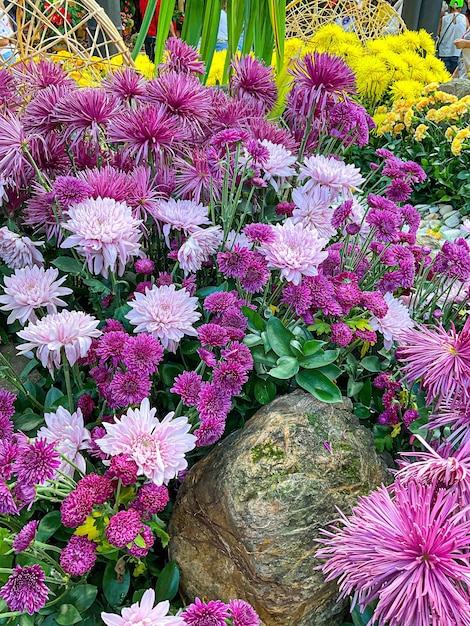 Mooie natuurlijke bloemen in de tuin