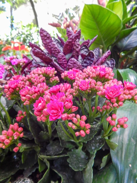 Foto mooie natuurlijke bloemen in de tuin