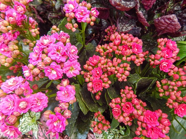 Foto mooie natuurlijke bloemen in de tuin