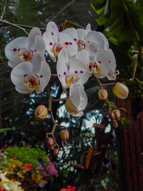 Foto mooie natuurlijke bloemen in de tuin