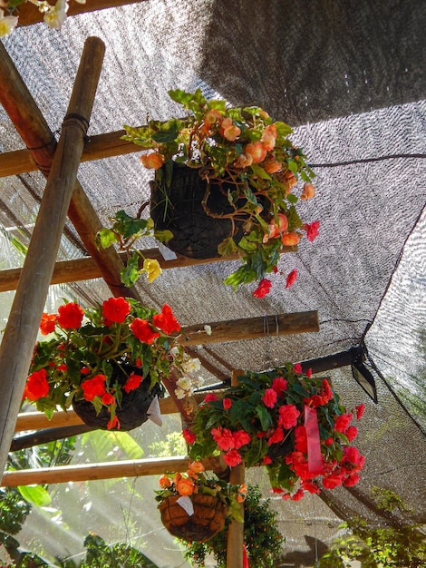 Foto mooie natuurlijke bloemen in de tuin