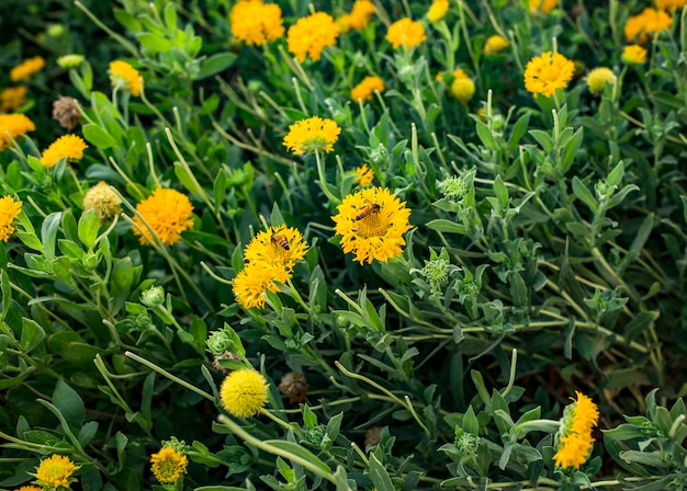 Mooie natuurlijke gele bloemen in de tuin