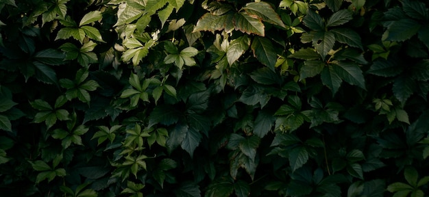 mooie natuurlijke groene plant