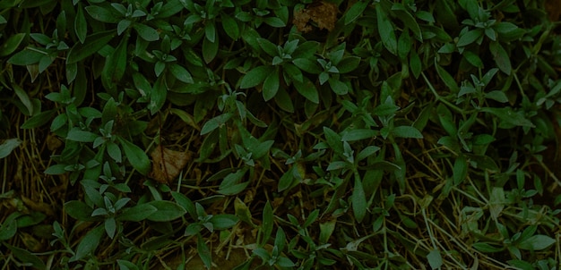 mooie natuurlijke groene plant