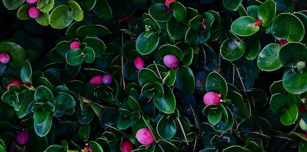 mooie natuurlijke groene plant