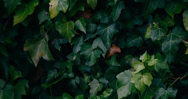 mooie natuurlijke groene plant