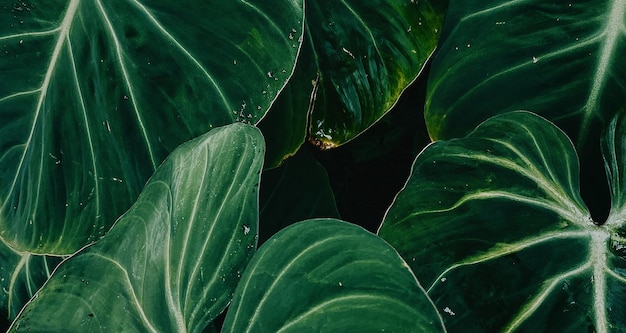 mooie natuurlijke groene plant