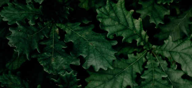 mooie natuurlijke groene plant