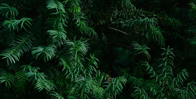 mooie natuurlijke groene plant