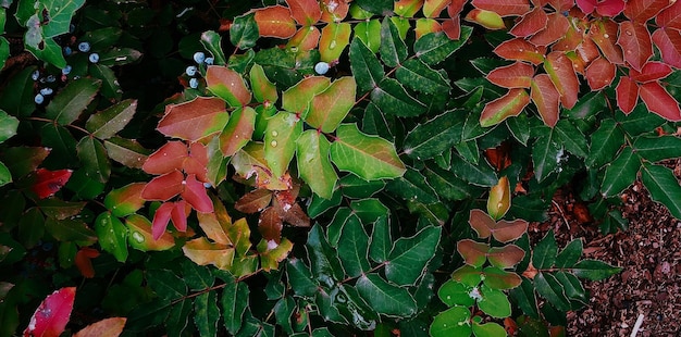 Mooie natuurlijke groene plant