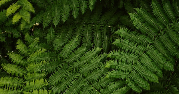 mooie natuurlijke groene plant