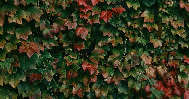 mooie natuurlijke groene plant