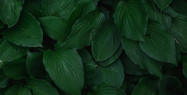 mooie natuurlijke groene plant