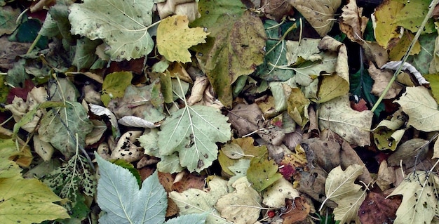 mooie natuurlijke groene plant